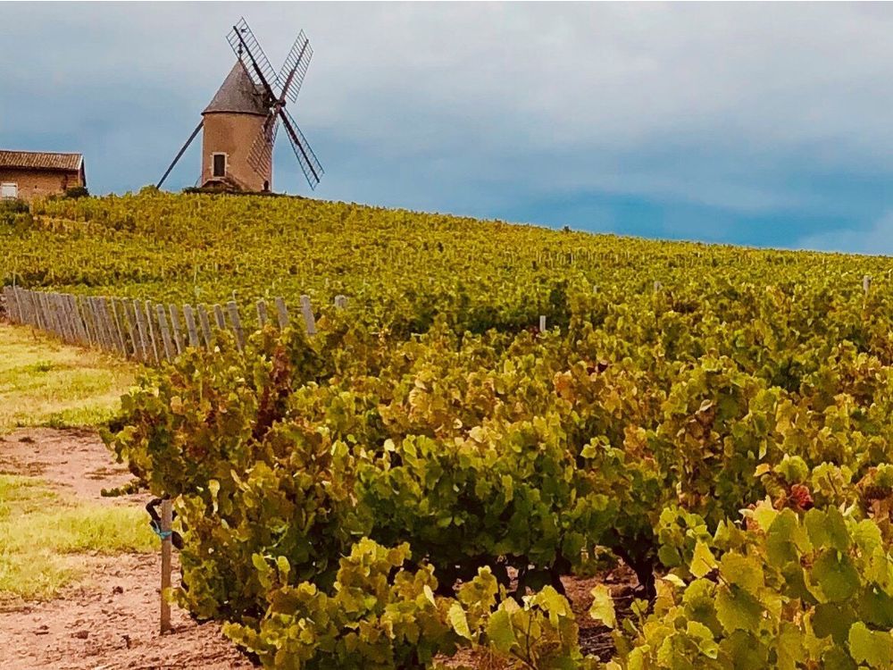 Anthony Gismondi: Jump in quality the real Beaujolais story