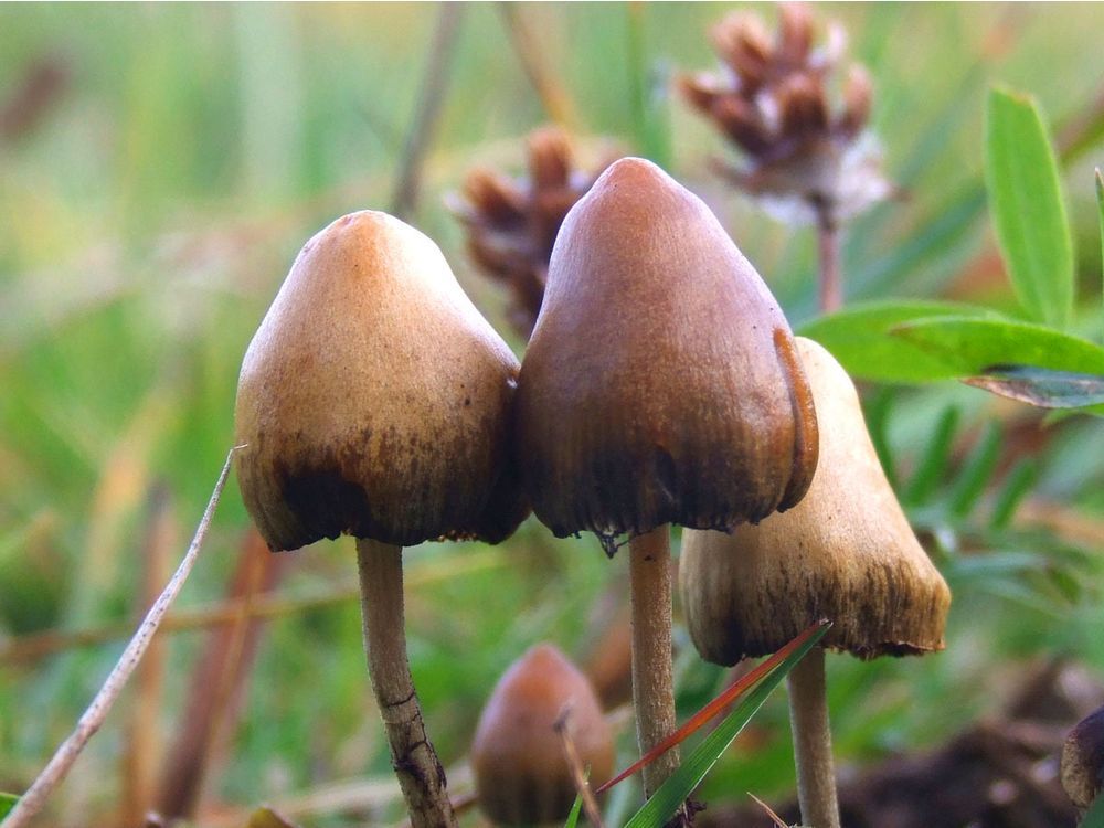 Military man charged with possession of magic mushrooms near Comox